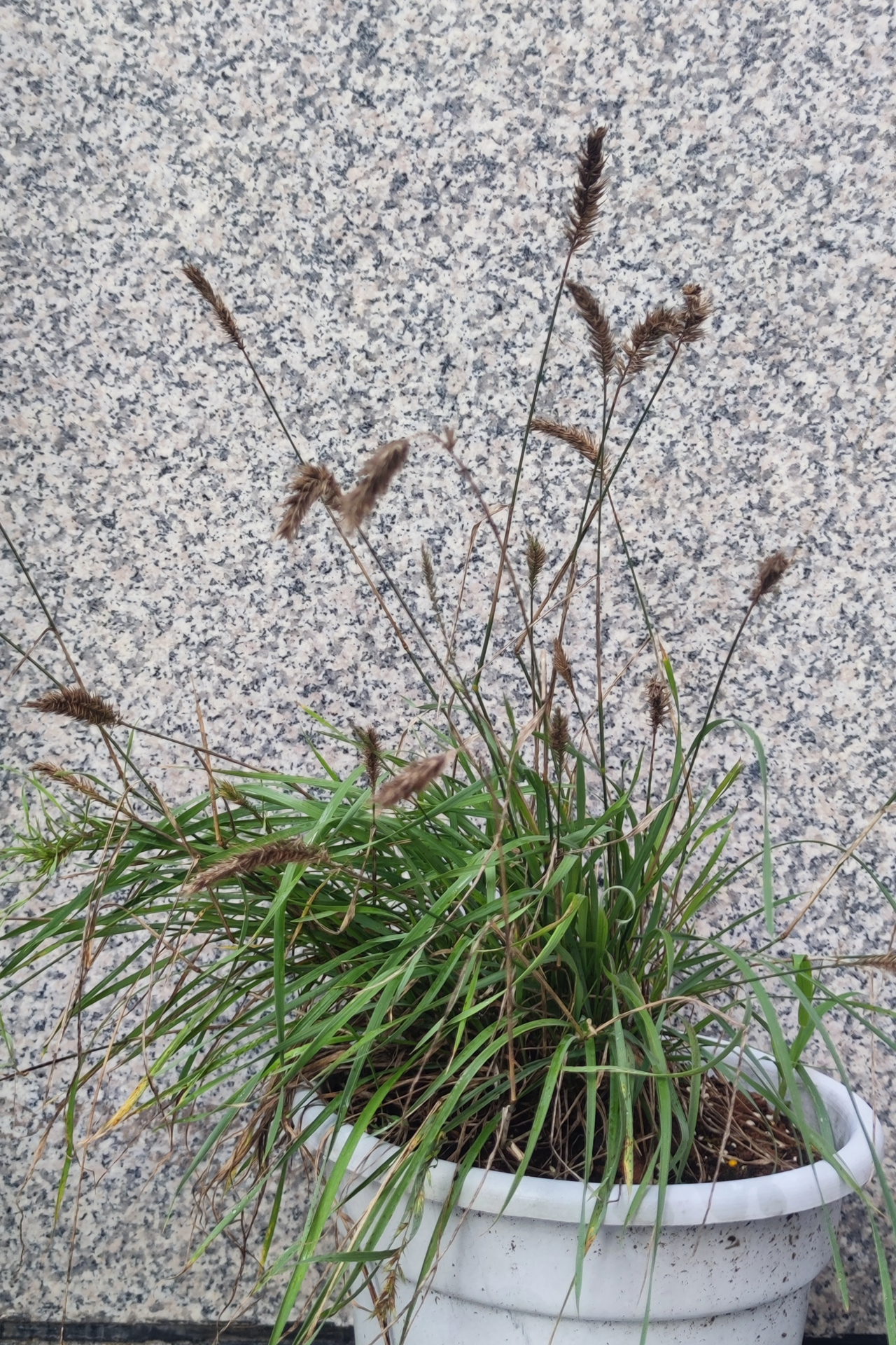 Agropyron cristatum